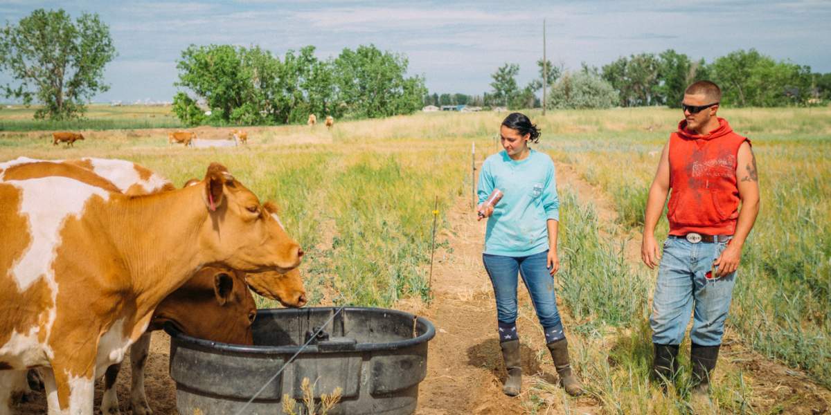 Degroot Dairy Mad Agriculture Regenerative Farming