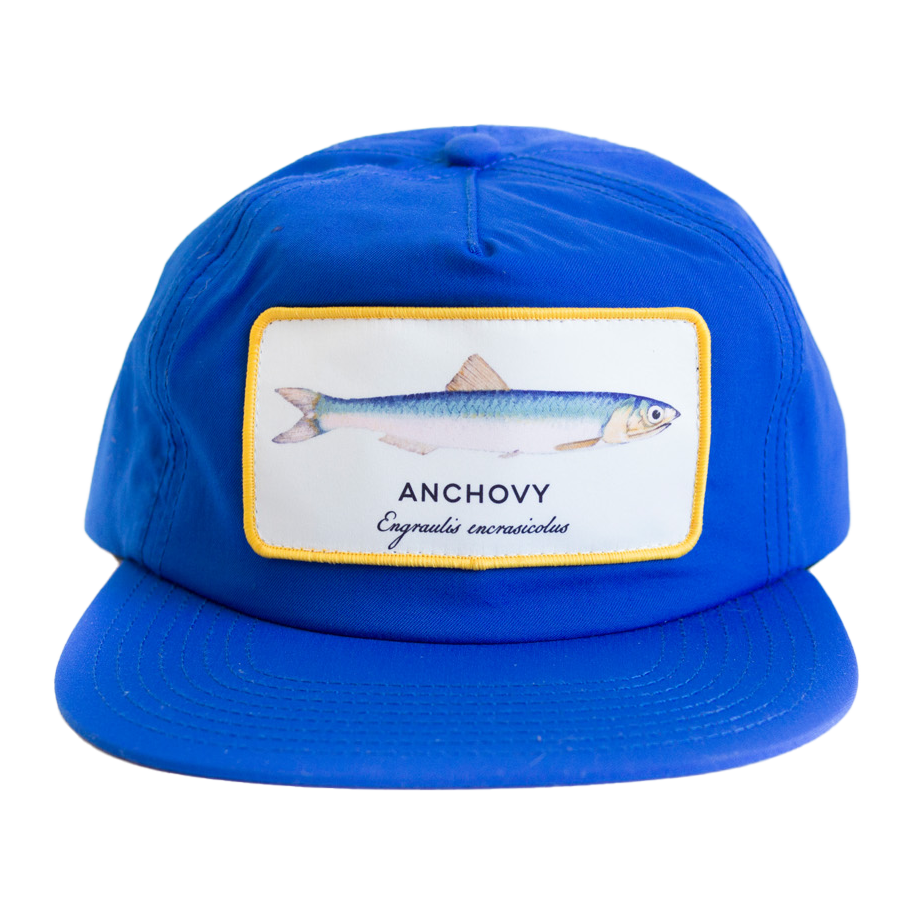 anchovy blue 003