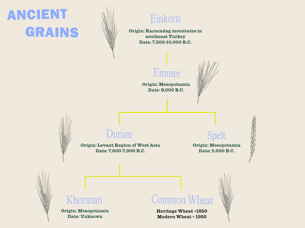 ancient grain tree diagram