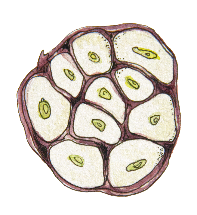 cross section