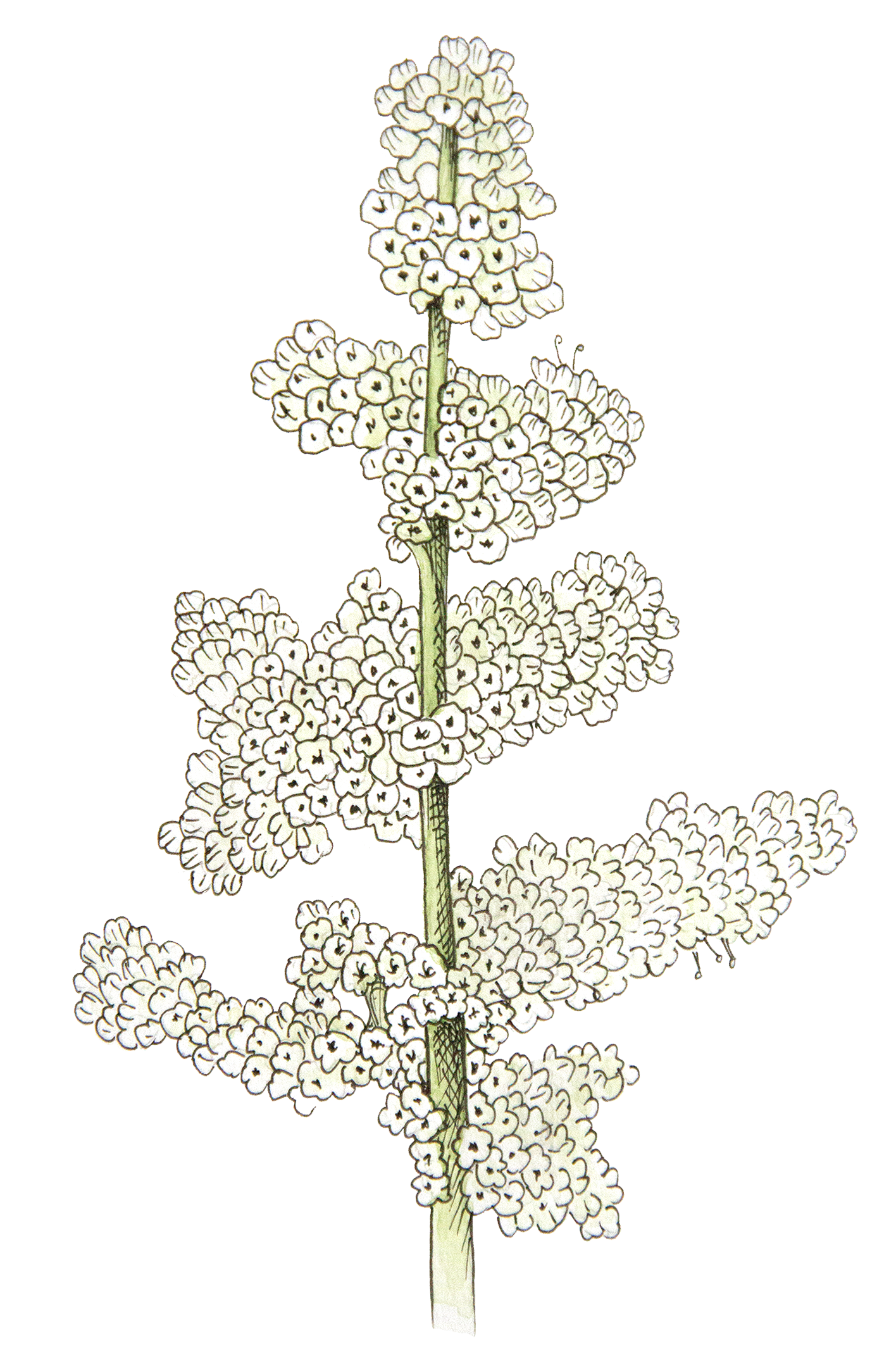 inflorescence