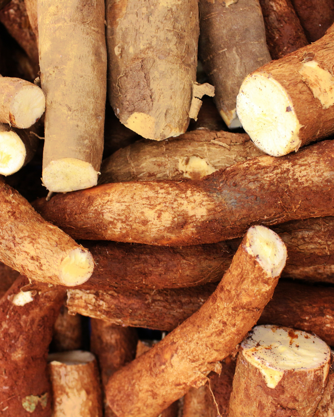 yuca