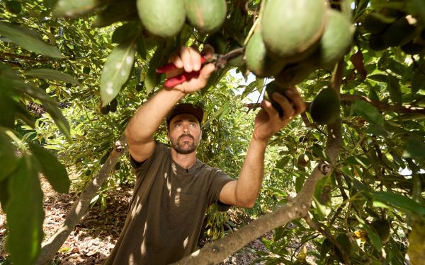 2025 rinconfarms madag pickhardt 0141 2