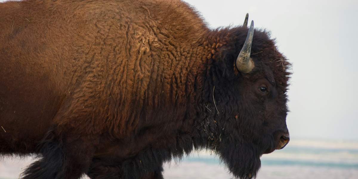 National Bison Production & Marketing Grant • Mad Agriculture ...