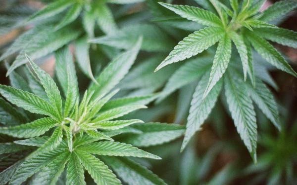 biodynamic hemp leaves at hoskins.jpeg