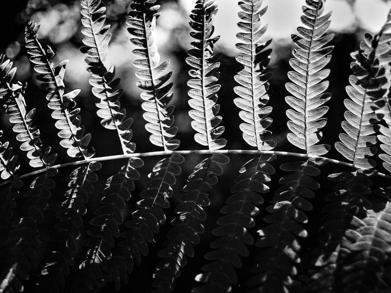 perkins009750 r1 e012