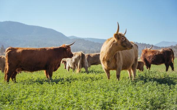 starwalker 2024 cavagnero 097