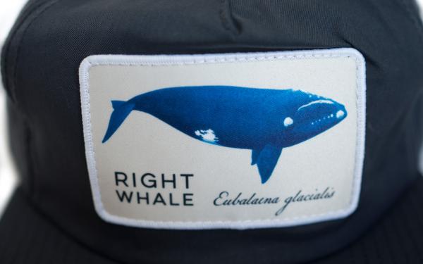 whale black 005