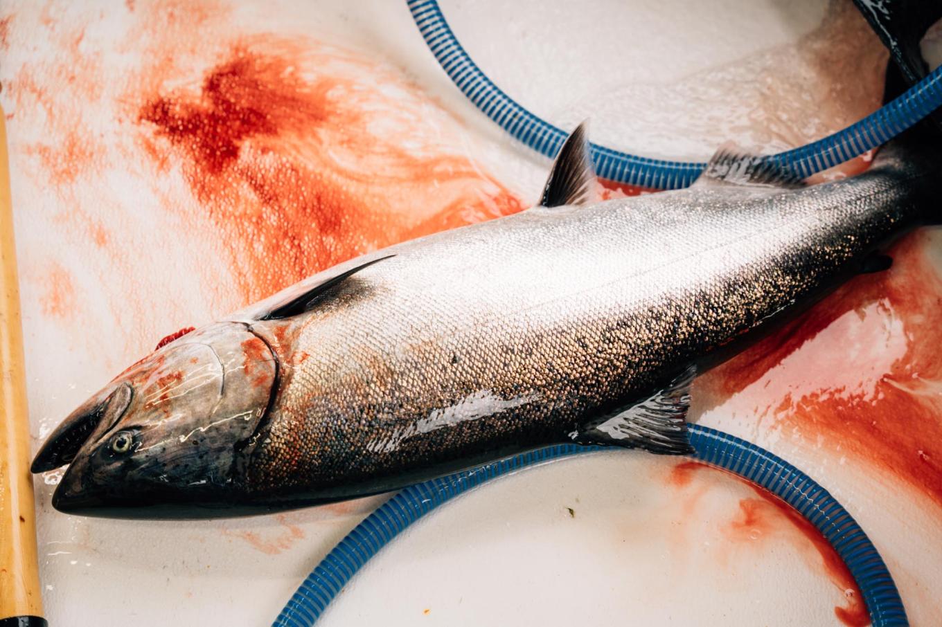 0625 sitka cavagnero 111