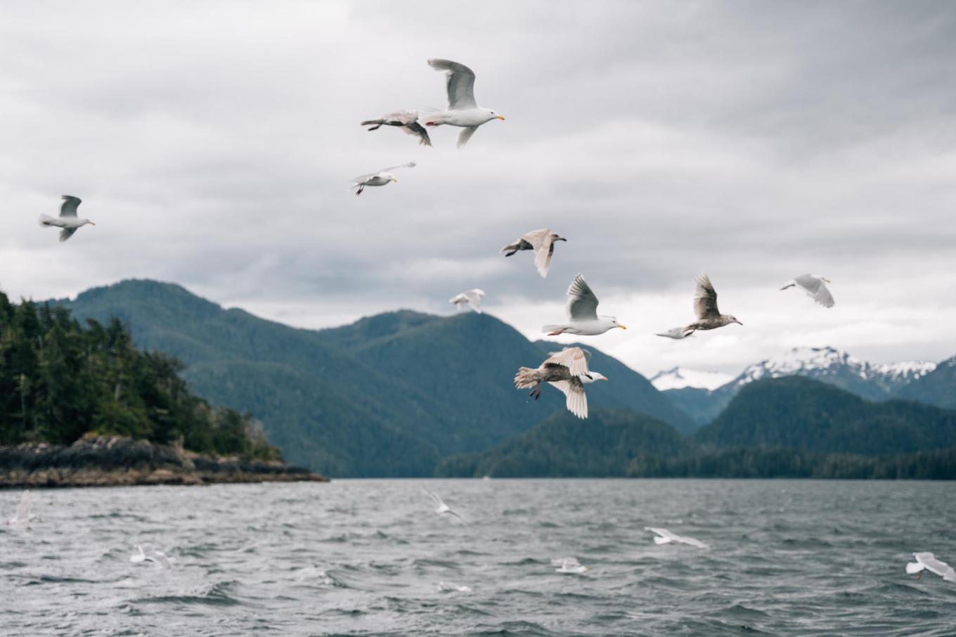 0625 sitka cavagnero 180