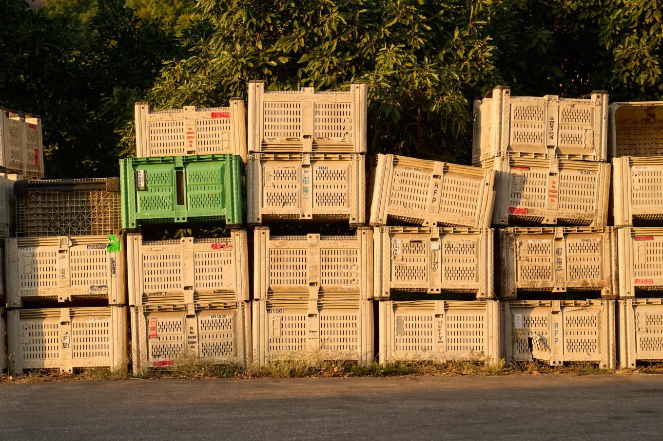 2025 rinconfarms madag pickhardt 0055 2