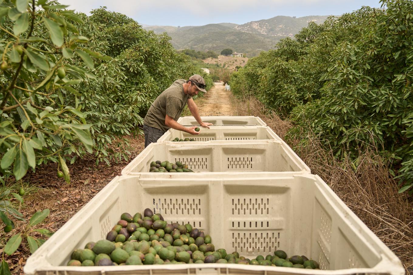 2025 rinconfarms madag pickhardt 0117 2