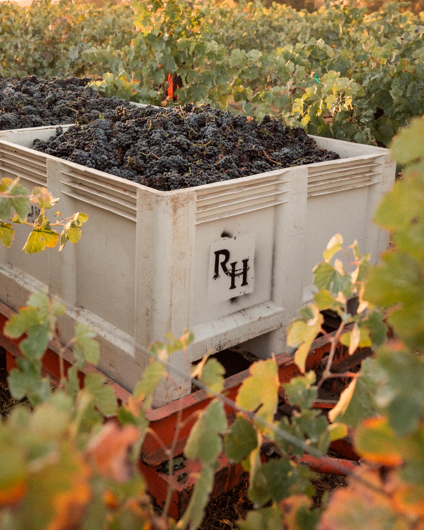 241001 rhharvest 43
