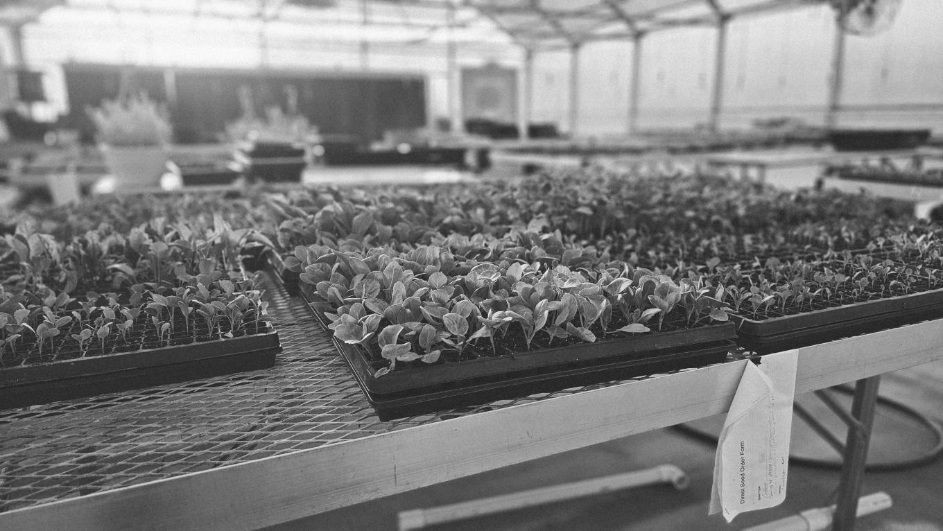 arina abbott cavagnero  17