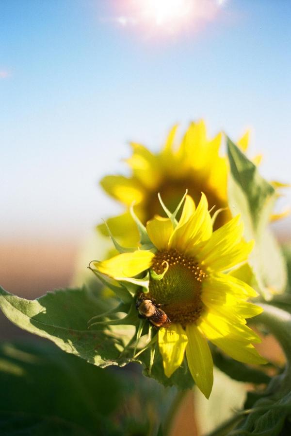 biodynamic farming flowers ig story