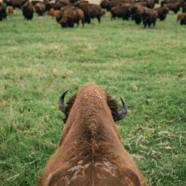 bisonhome