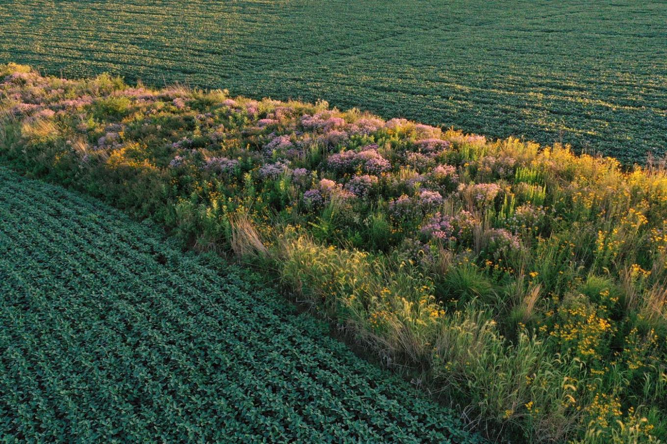 blooming prairie strip at the isu armstrong research farm