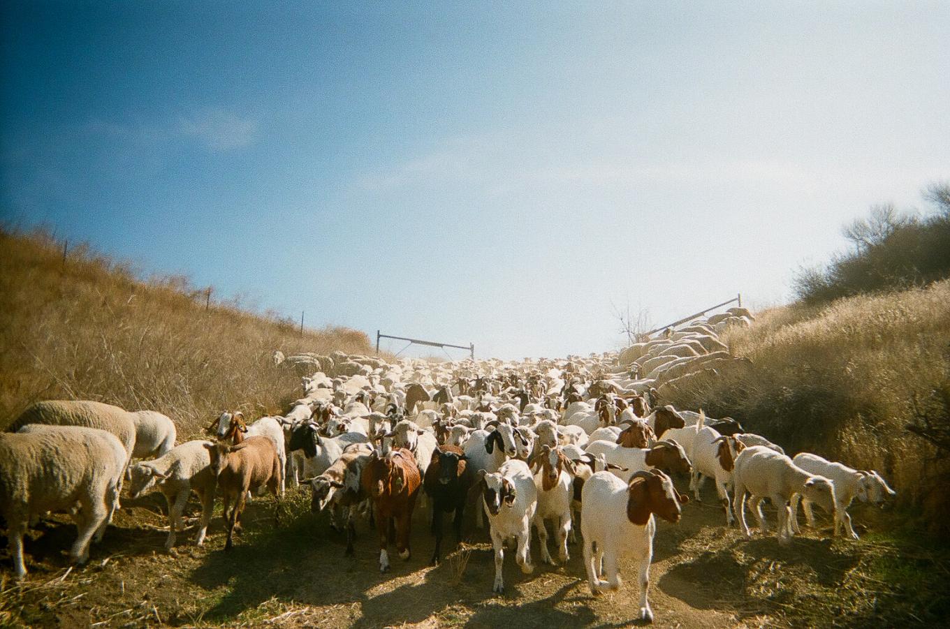 cole bush of shepherdess land and livestock over the pass