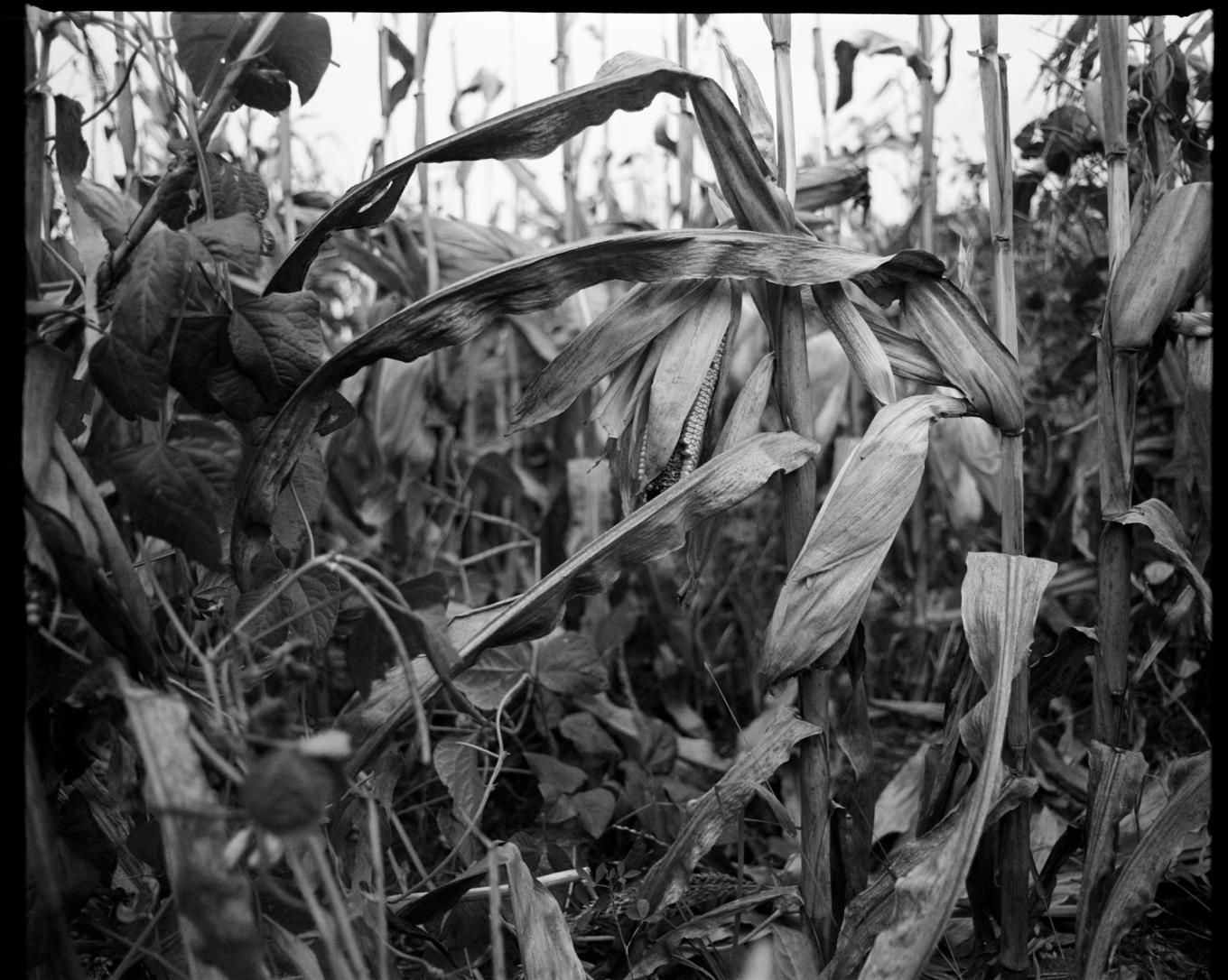 corn and cowpeas at meadowlark 2