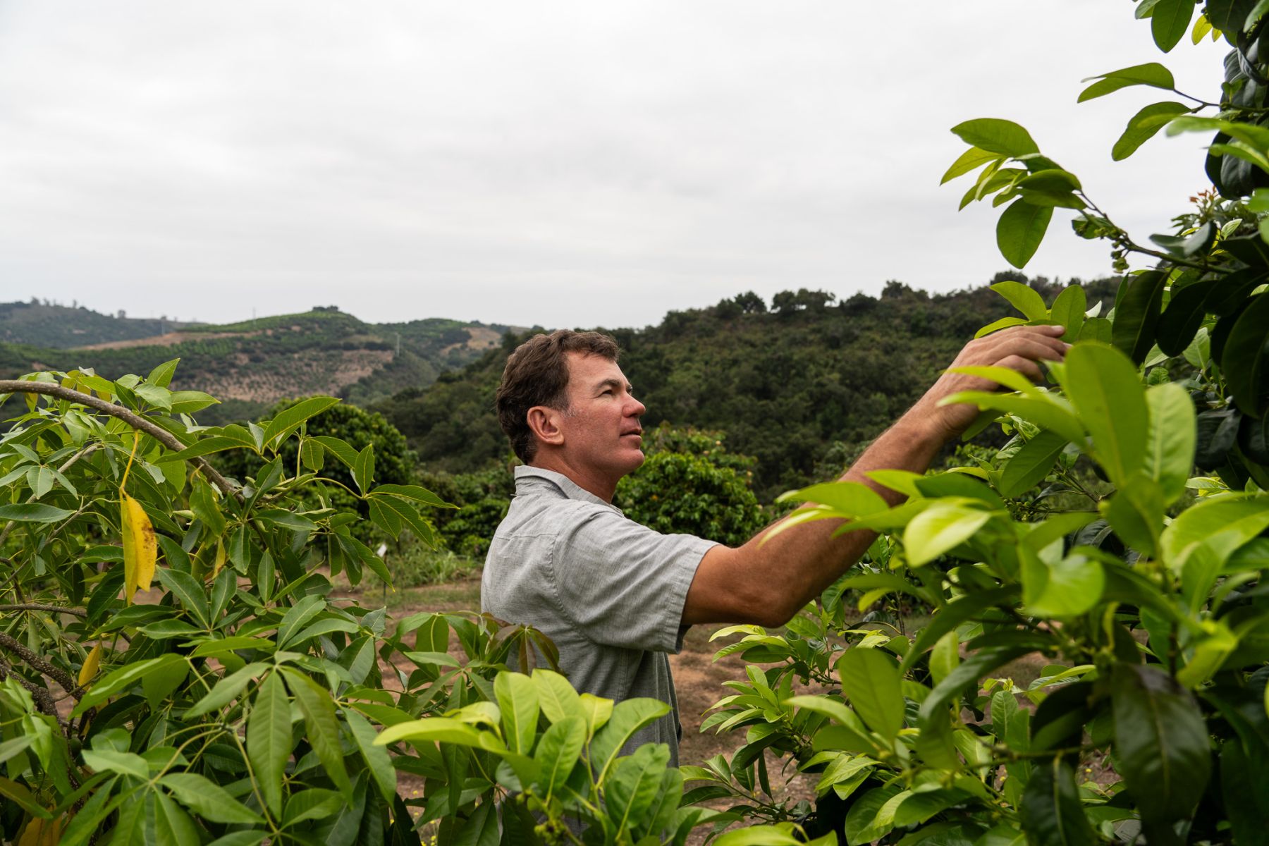 Coffee Farm Science Farming in Three Dimensions • Mad Agriculture • Regenerative Farming