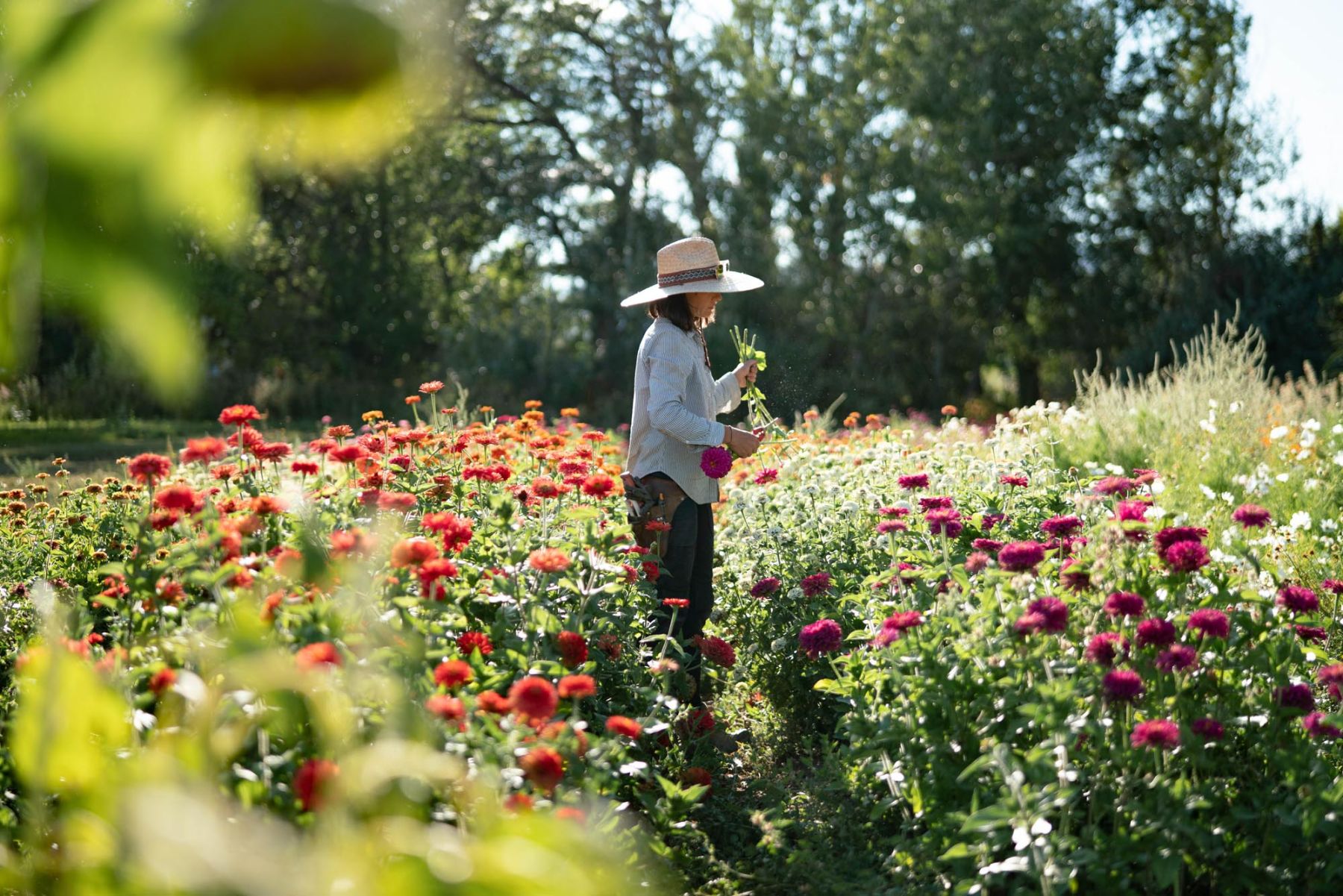 Bread for all, and roses too • Mad Agriculture • Regenerative Farming