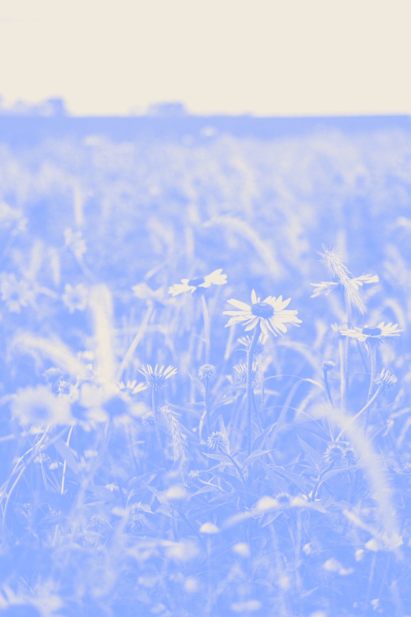 flowers2.png