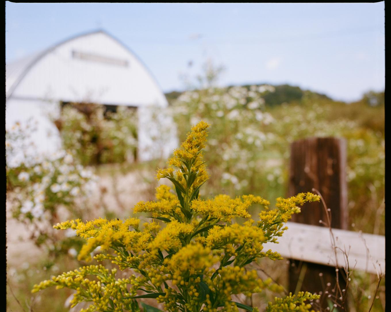 goldenrod barnd and fencepost at grassbelly 2