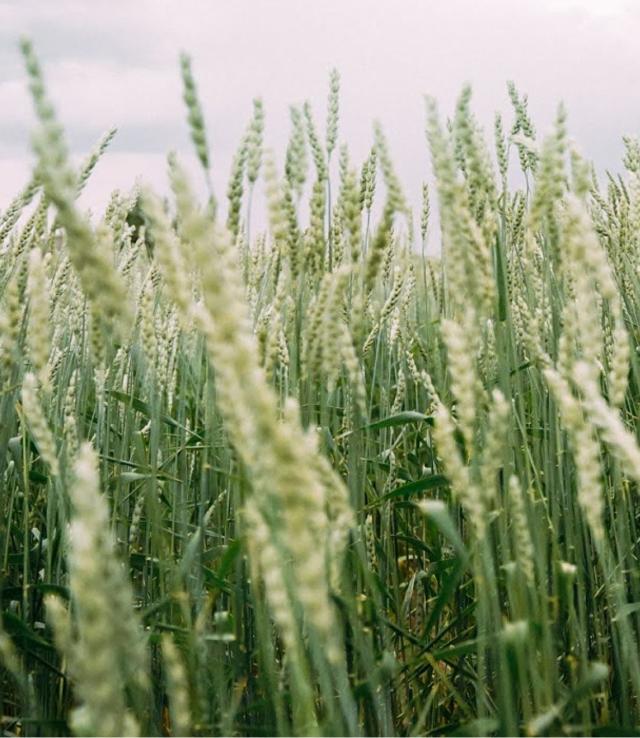 grain 1784050827