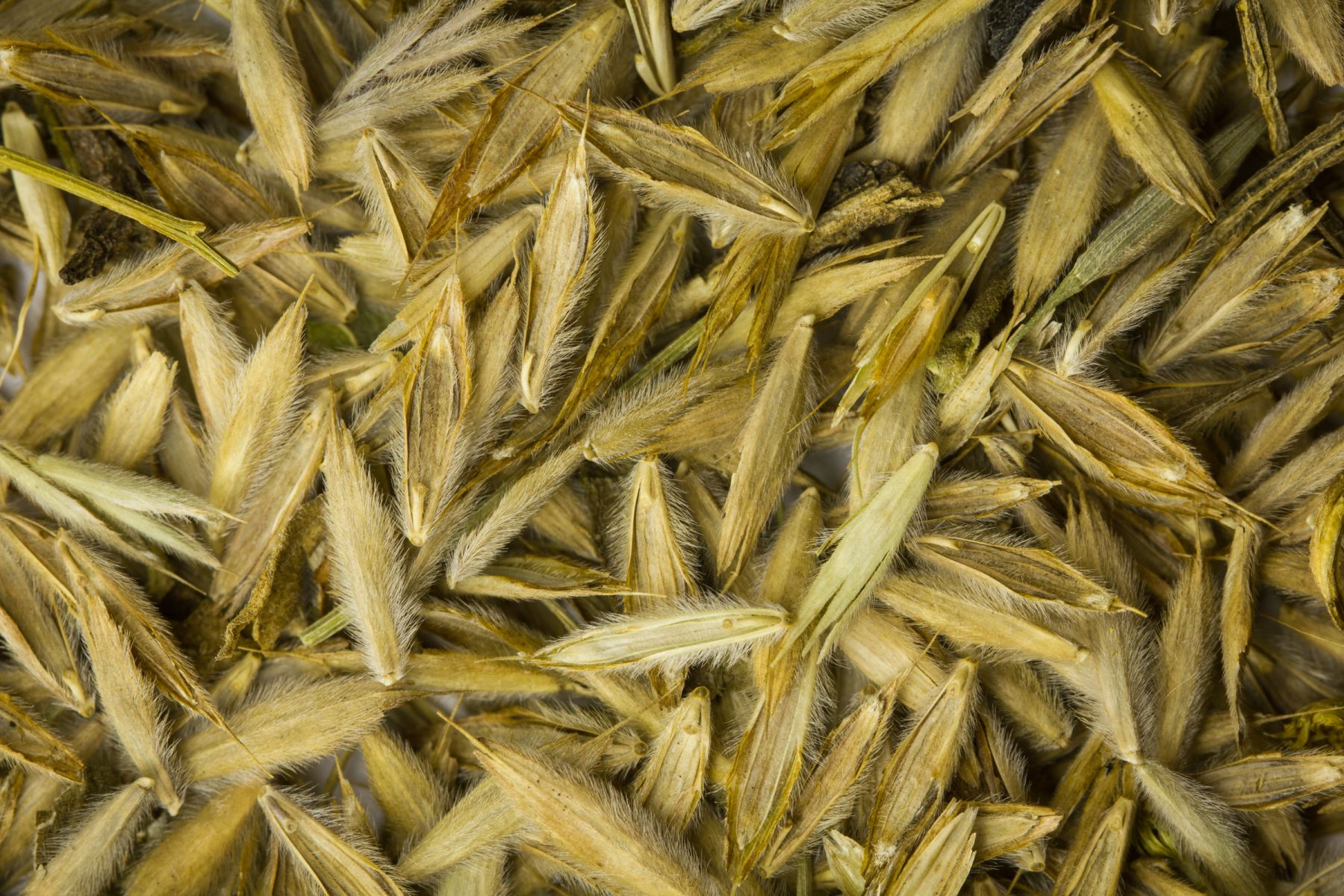 Prairie Rice Prairie Strips: a Cornerstone for Regen Ag • Mad Agriculture ...
