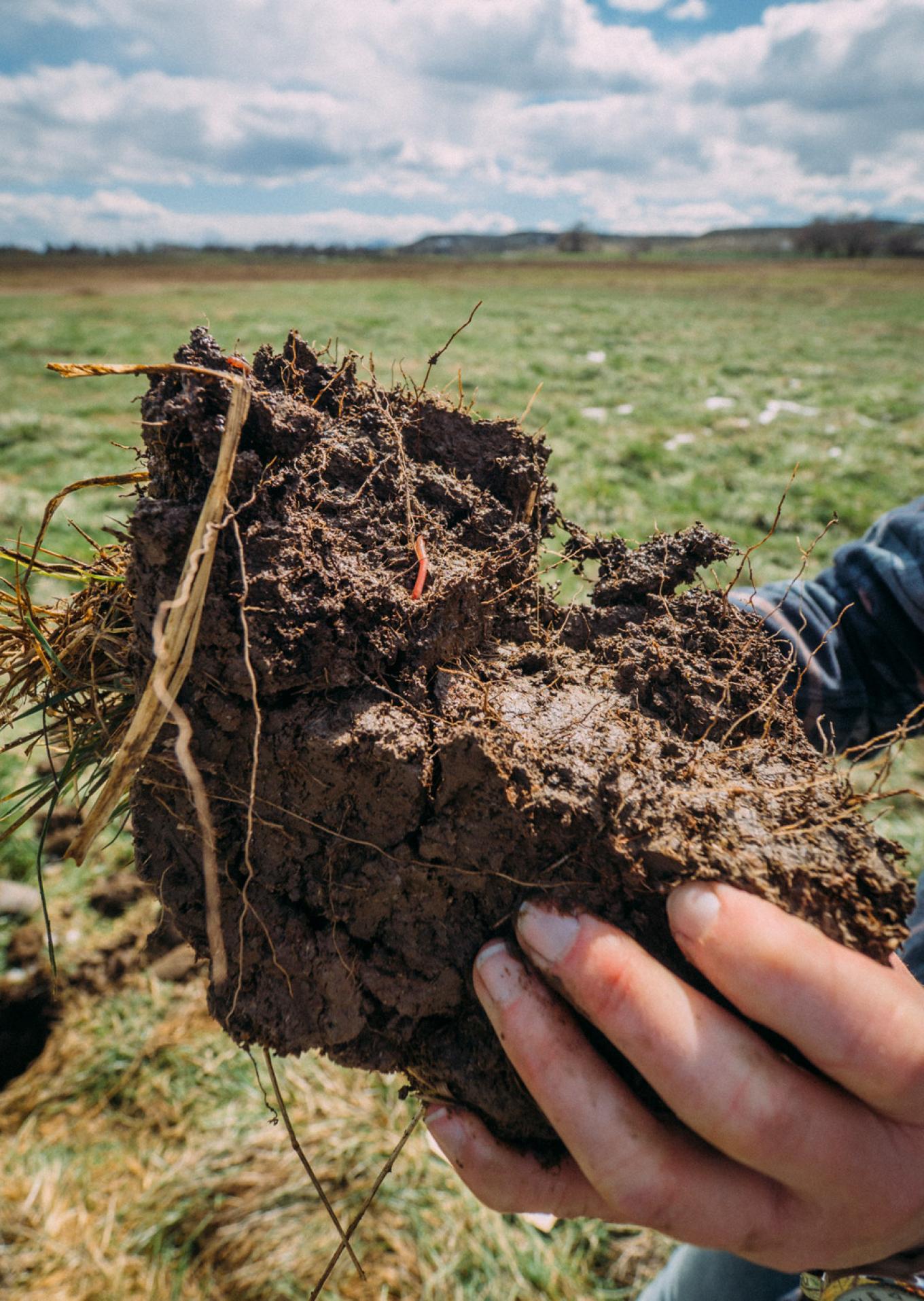 mad agriculture soil sample 2.JPG