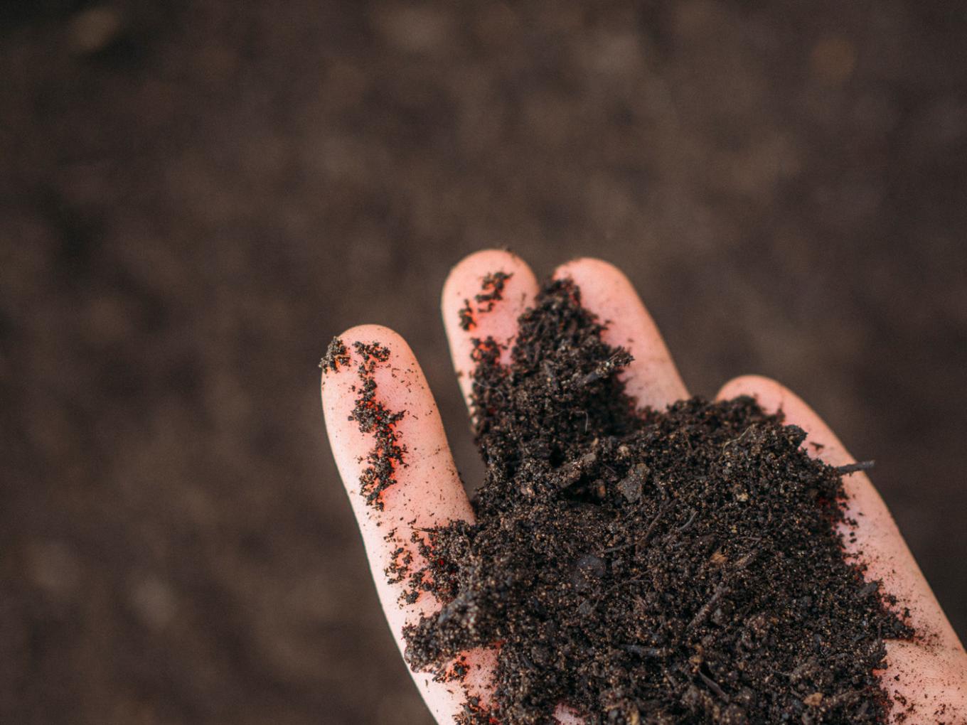 mad agriculture soil sample 3.JPG