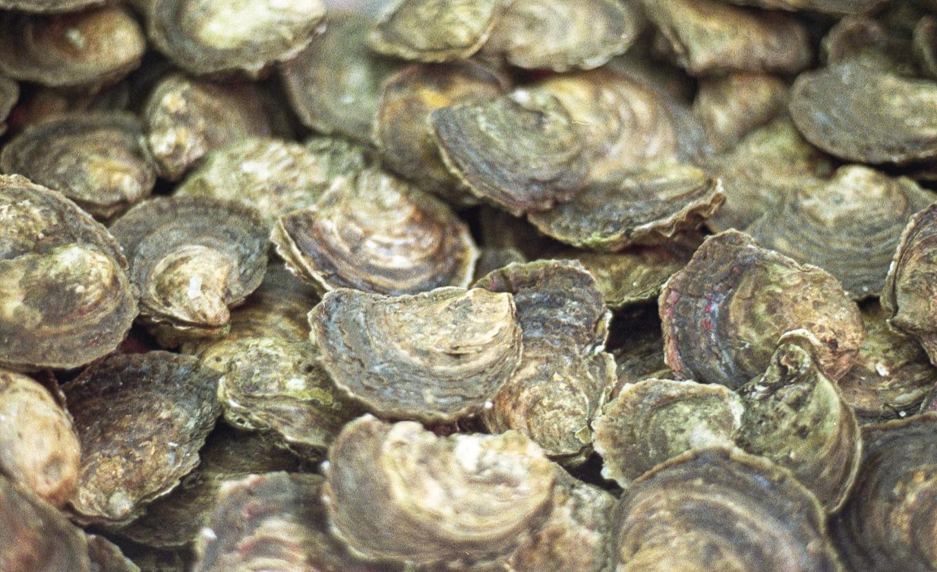 oysterfilm20241210 03