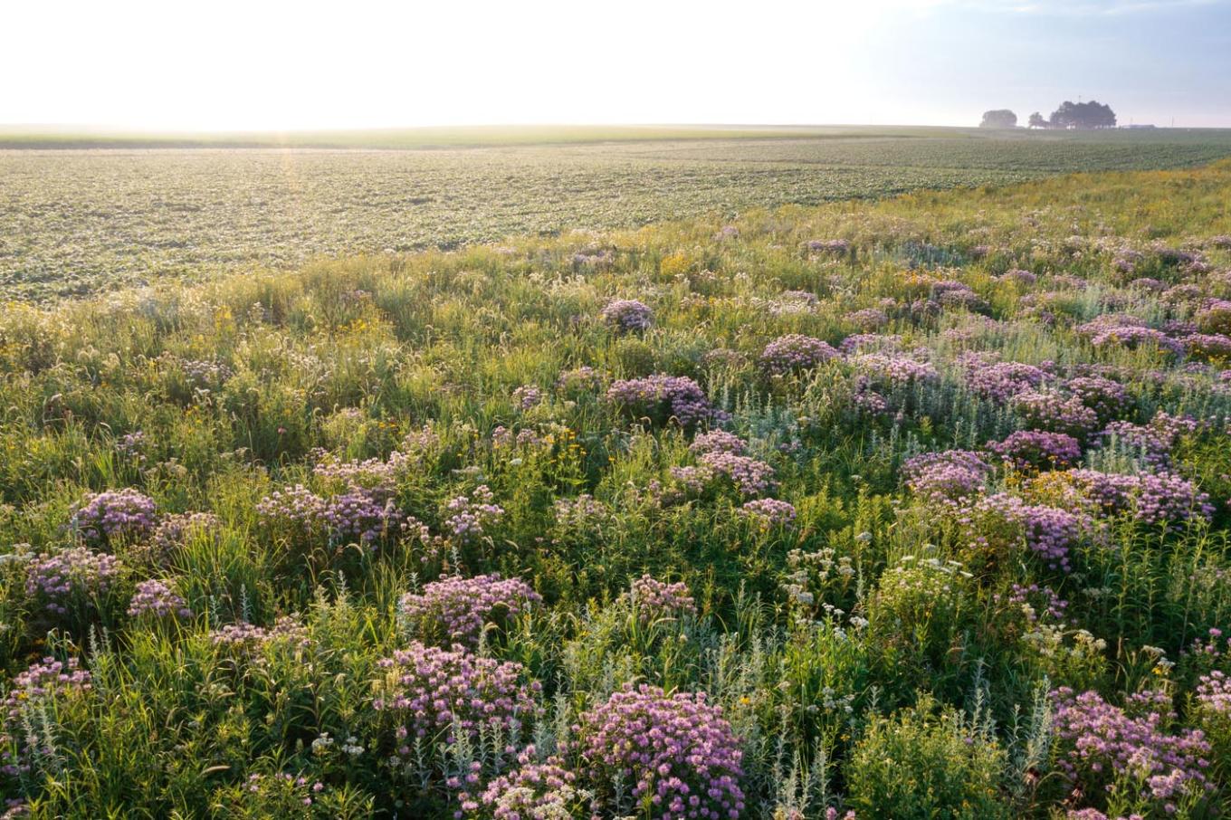 prairie strip and soybeans on a private farm in grundy county, iowa