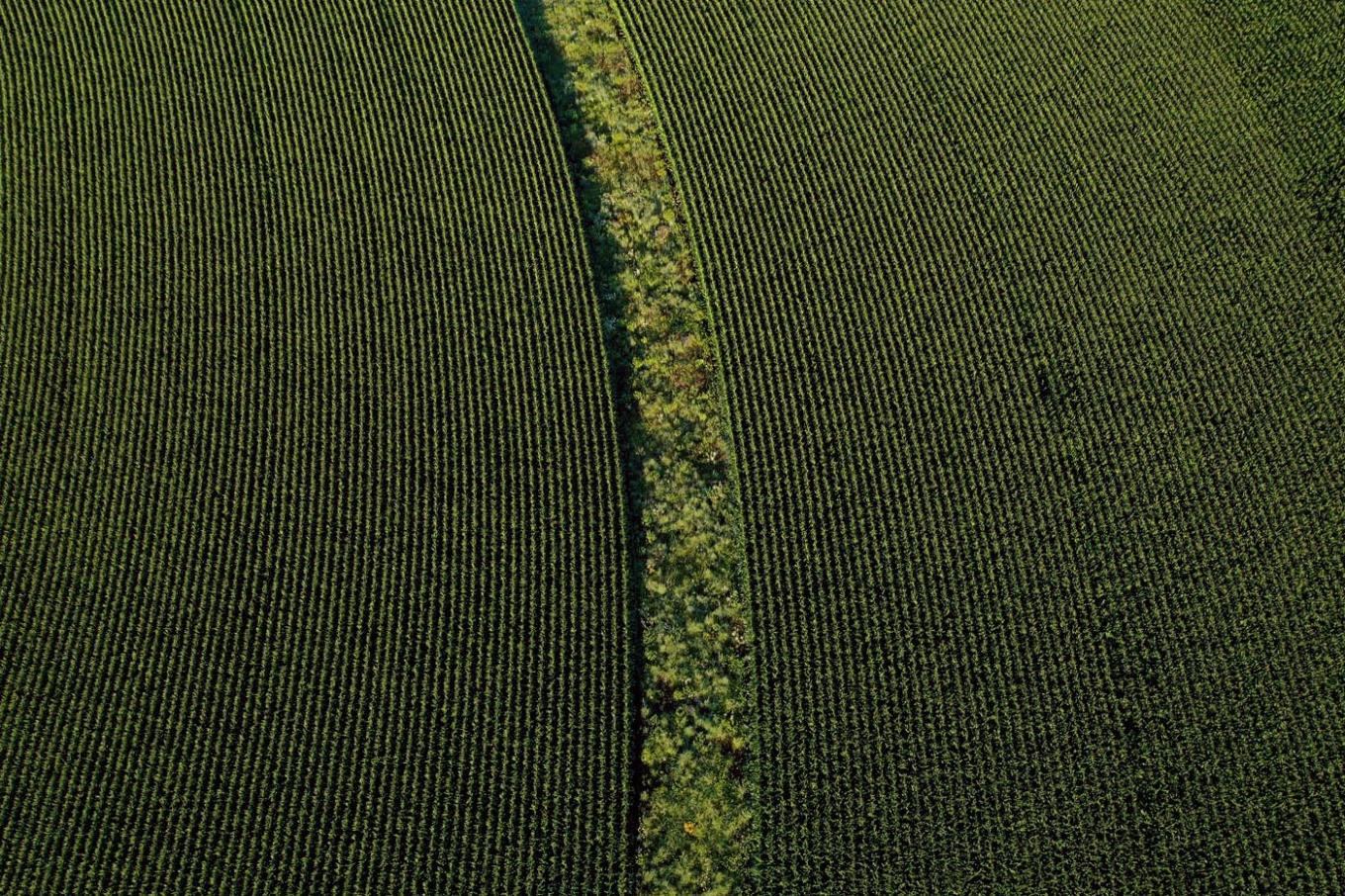 prairie strips and corn   private farm near rowley, ia