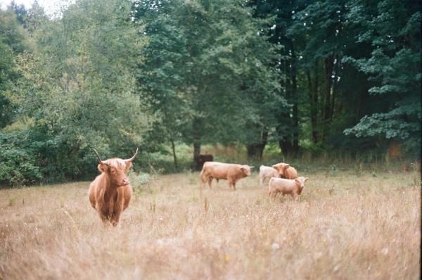 scottish cattle at casads