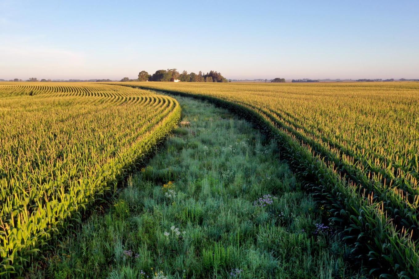 tassels and prairie strips   private farm near rowley, ia