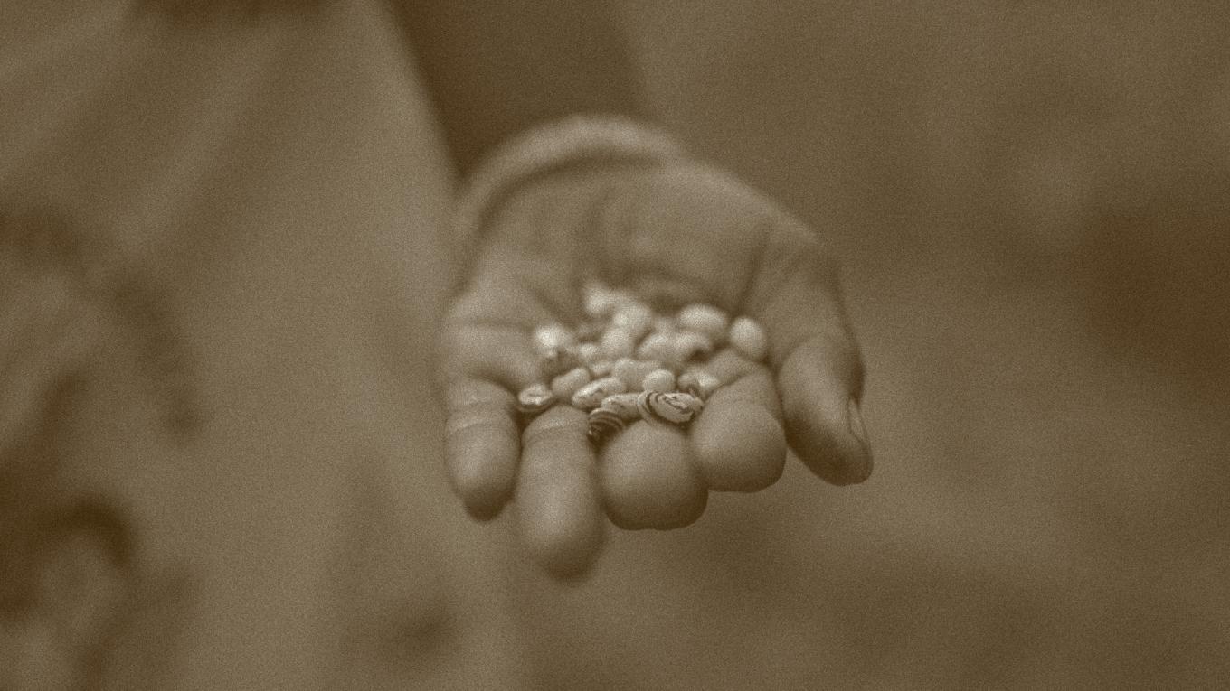 we are seeds brown(1)