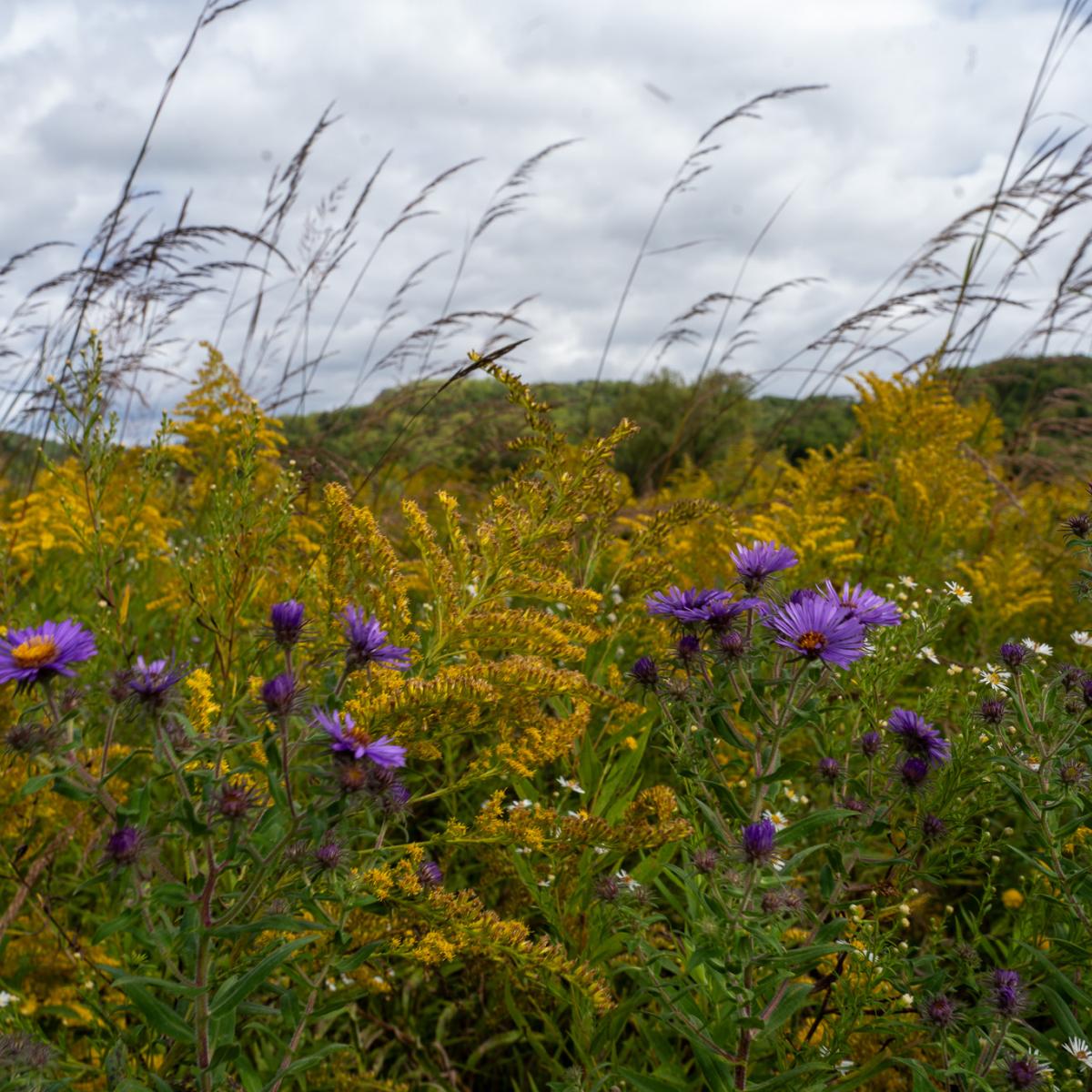 2024-09-13---dsc06771-2-jp_prairie.jpg