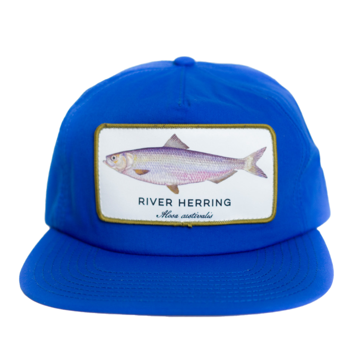 herring_blue_001.png