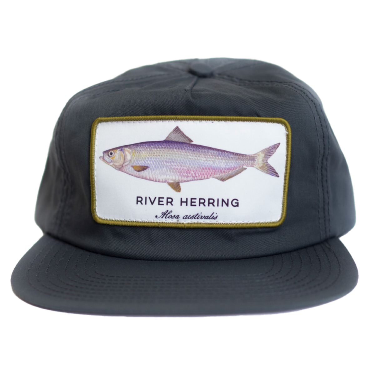 herring_grey_004.png