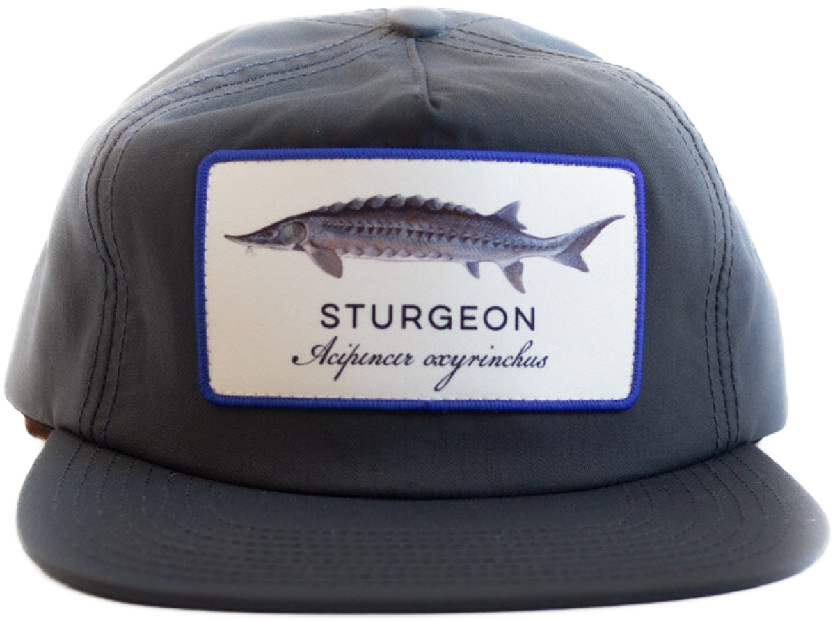 sturgeon_grey_002.png